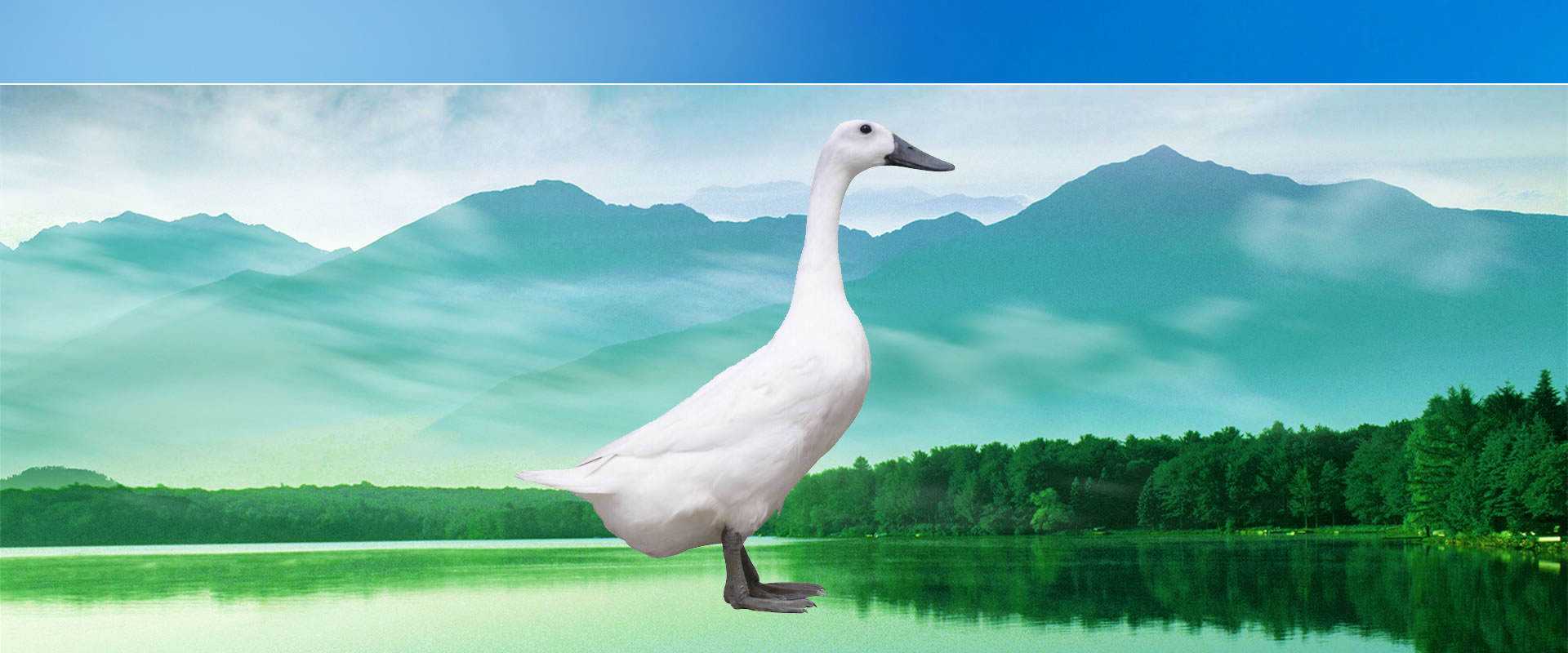 連城白鴨 (白鶩鴨) 